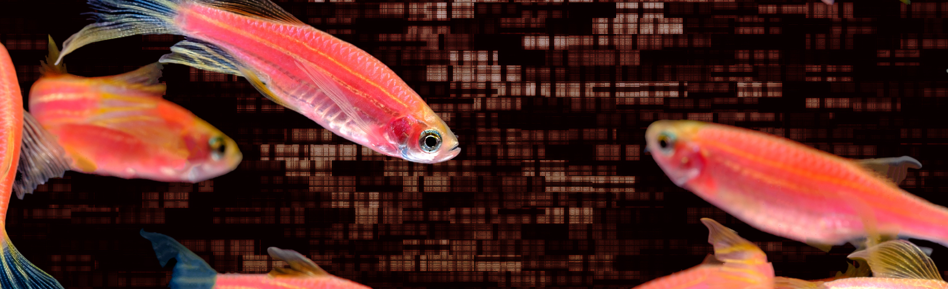 Why Do Zebrafish Make Model Organisms in Scientific Research?